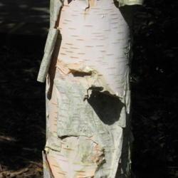 Location: Chesterbook, Pennsylvania
Date: 2009-07-15
close-up of bark