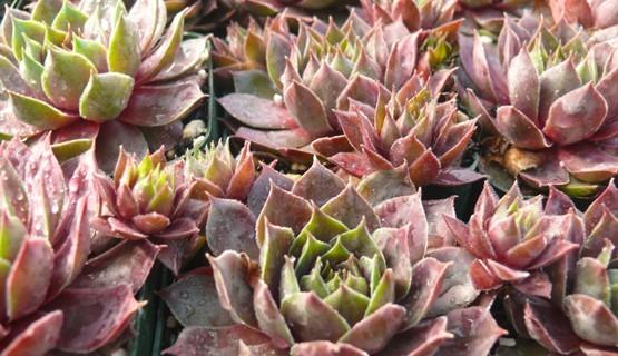 Photo of Hen and Chicks (Sempervivum 'C. William') uploaded by Lalambchop1