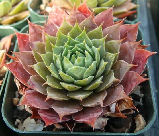 Photo of Hen and Chicks (Sempervivum 'C. William') uploaded by Lalambchop1