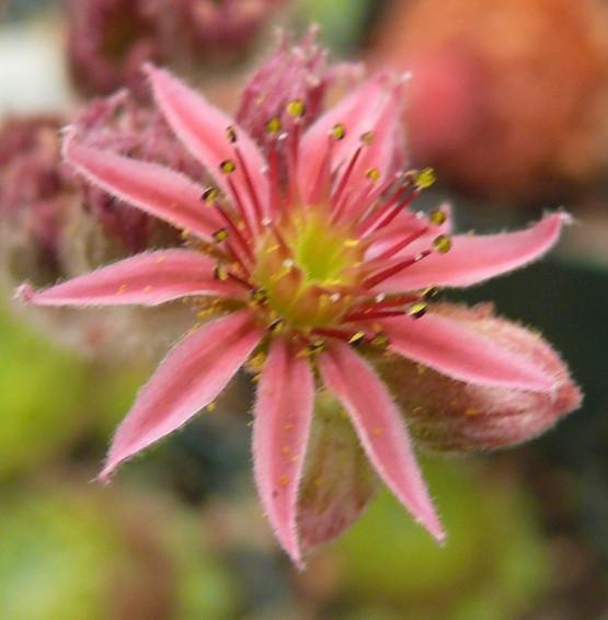 Photo of Hen and Chicks (Sempervivum 'Carnival') uploaded by Lalambchop1