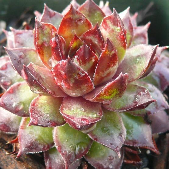 Photo of Hen and Chicks (Sempervivum 'Bronco') uploaded by Lalambchop1