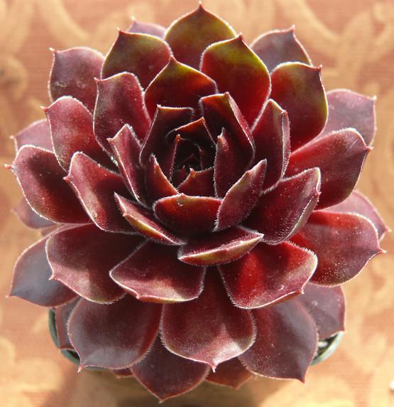 Photo of Hen and Chicks (Sempervivum 'Bloody Mary') uploaded by Lalambchop1