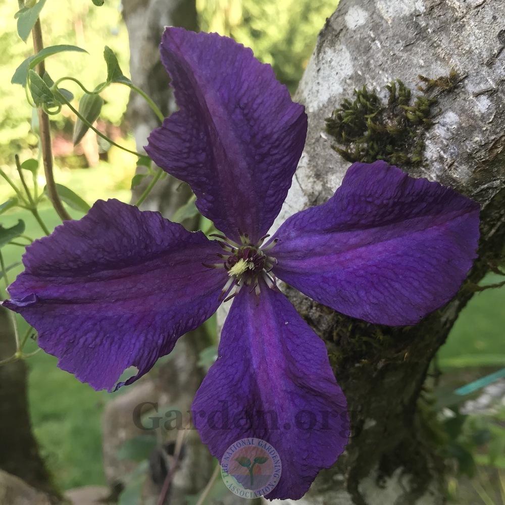 Photo of Clematis (Clematis viticella 'Polish Spirit') uploaded by Patty
