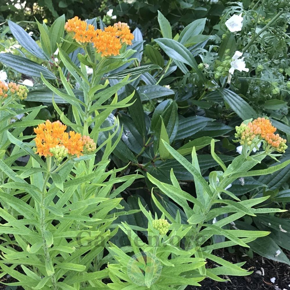 Photo of Butterfly Milkweed (Asclepias tuberosa) uploaded by Patty