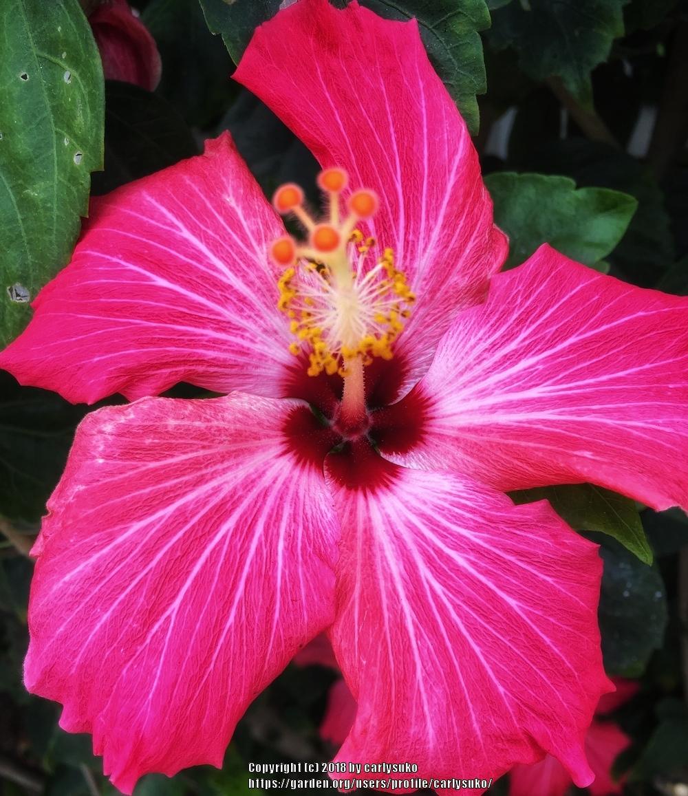 Photo of Tropical Hibiscus (Hibiscus rosa-sinensis 'Painted Lady') uploaded by carlysuko