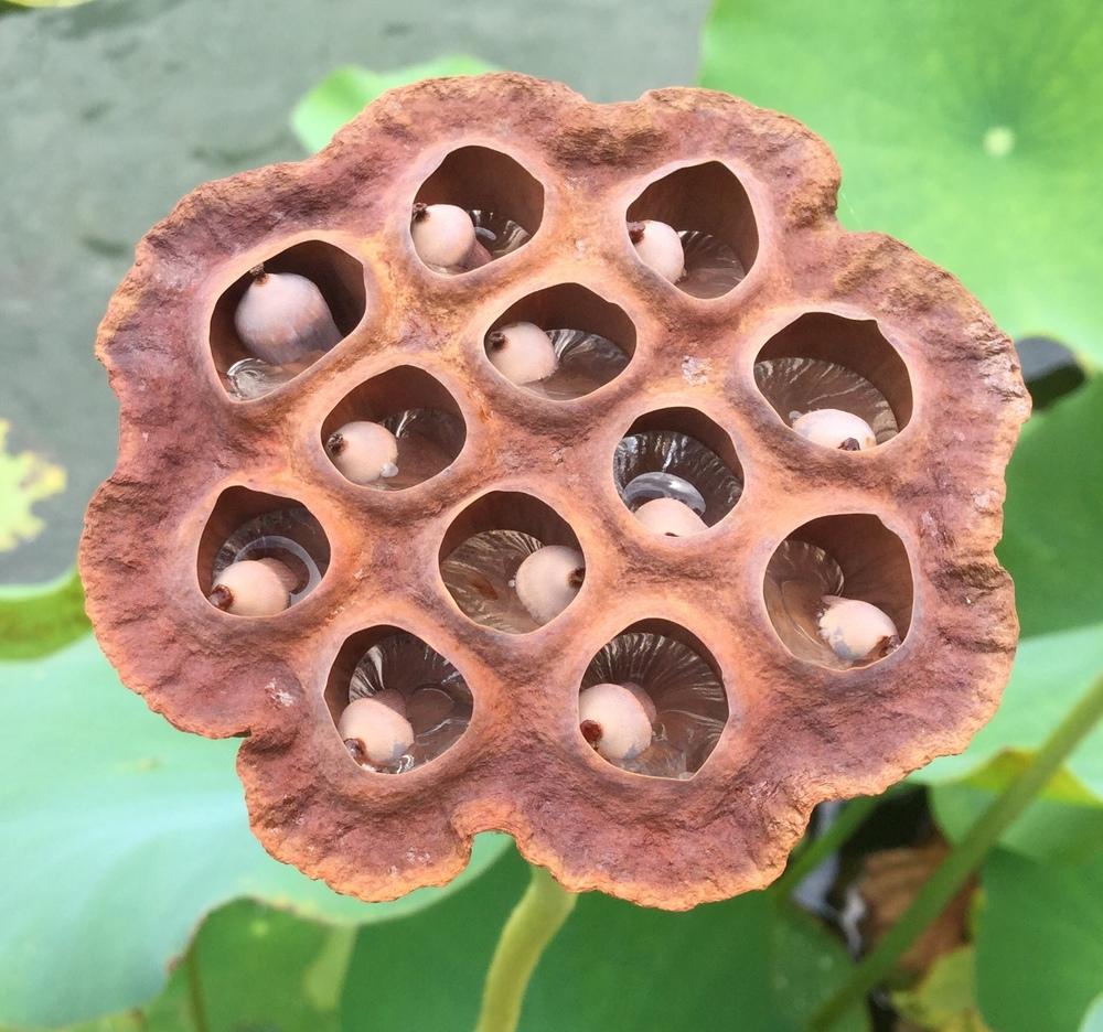 Photo of Sacred Lotus (Nelumbo nucifera) uploaded by scflowers