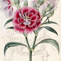 
Date: c. 1827
Dianthus caryophylla as D. arbuscula illustration from the 1827 B