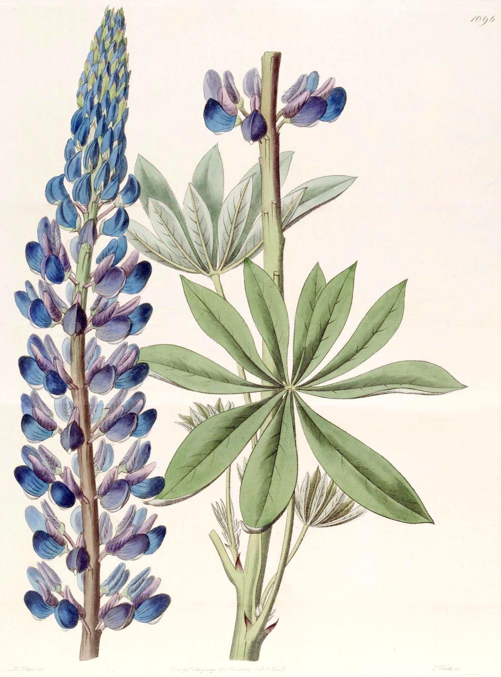 Photo of Big-Leaf Lupin (Lupinus polyphyllus) uploaded by scvirginia