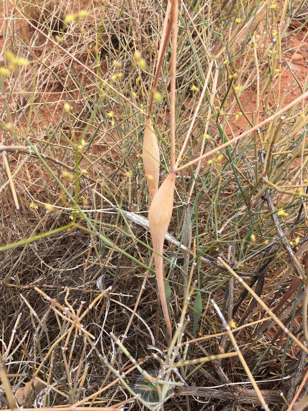 Photo of Desert Trumpet (Eriogonum inflatum) uploaded by BlueOddish