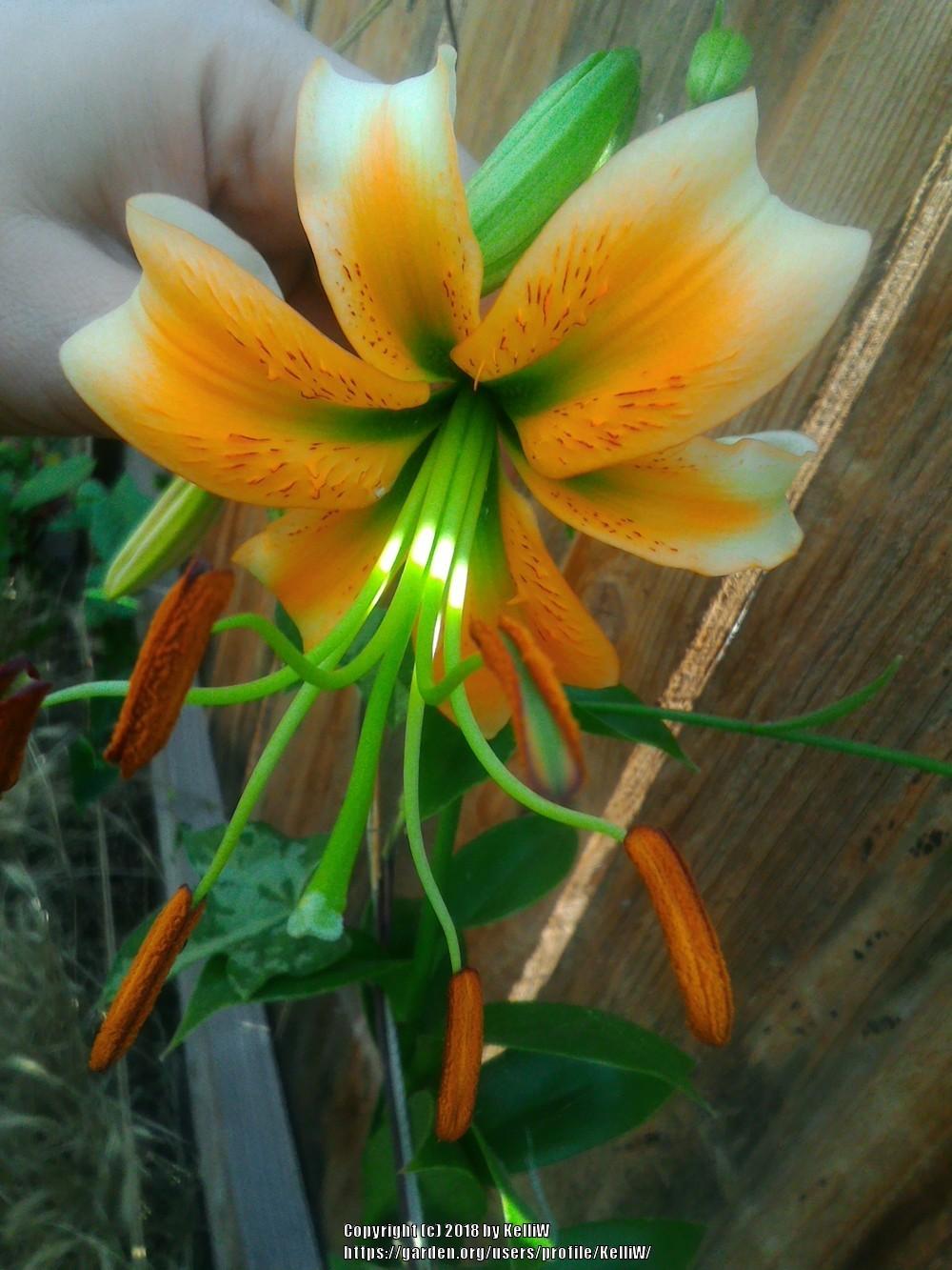 Photo of Lily (Lilium 'Lady Alice') uploaded by KelliW
