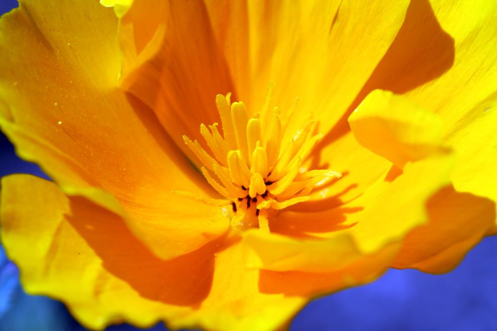 Photo of California Poppy (Eschscholzia californica) uploaded by delirow