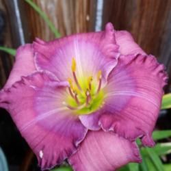 Location: My garden, Eagle Point, Oregon
Date: 2018-07-13
FFE Bloom, Very pretty!