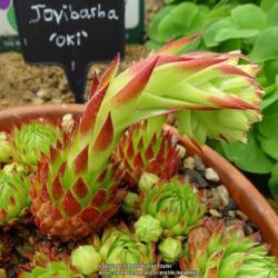 Location: RHS Harlow Carr alpine house, Yorkshire
Date: 2018-07-15