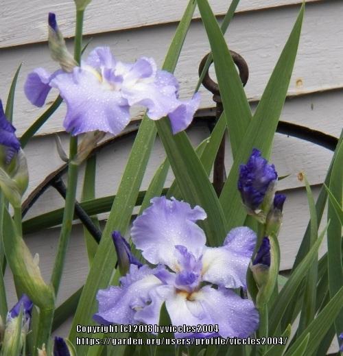 Photo of Tall Bearded Iris (Iris 'Six Pack') uploaded by viccles2004