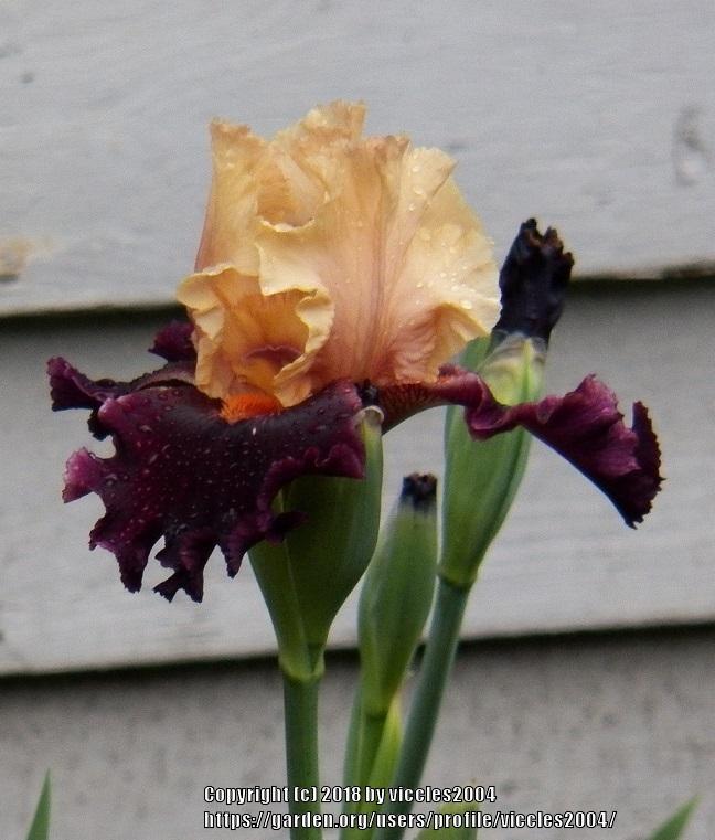 Photo of Tall Bearded Iris (Iris 'Ocelot') uploaded by viccles2004