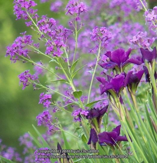 Photo of Siberian Iris (Iris 'Magnum Bordeaux') uploaded by viccles2004