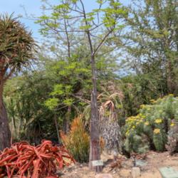 Location: San Diego Botanic Garden
Date: 2018-07-15