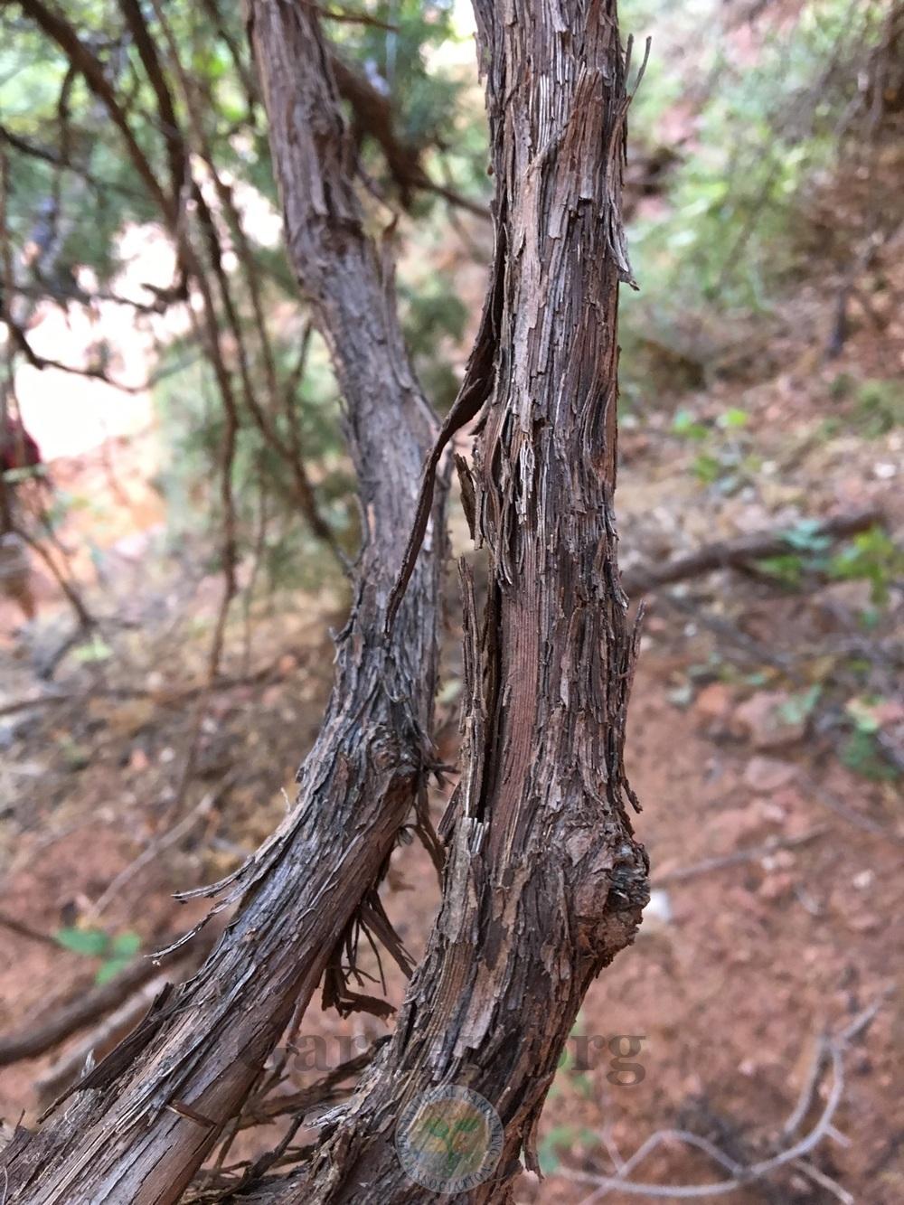 Photo of Canyon Grape (Vitis arizonica) uploaded by BlueOddish