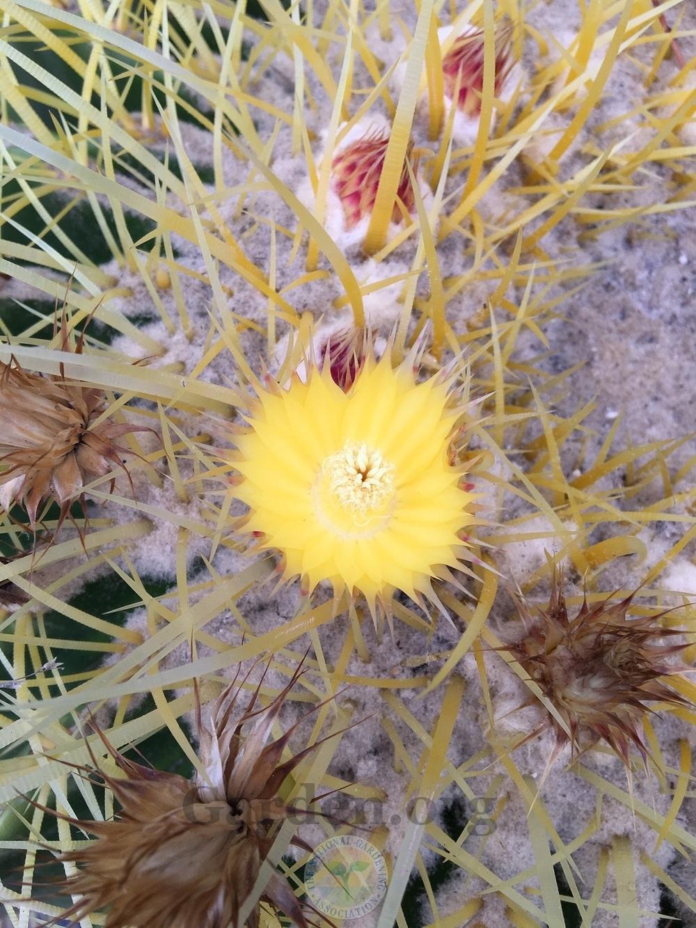 Photo of Golden Barrel Cactus (Kroenleinia grusonii) uploaded by BlueOddish
