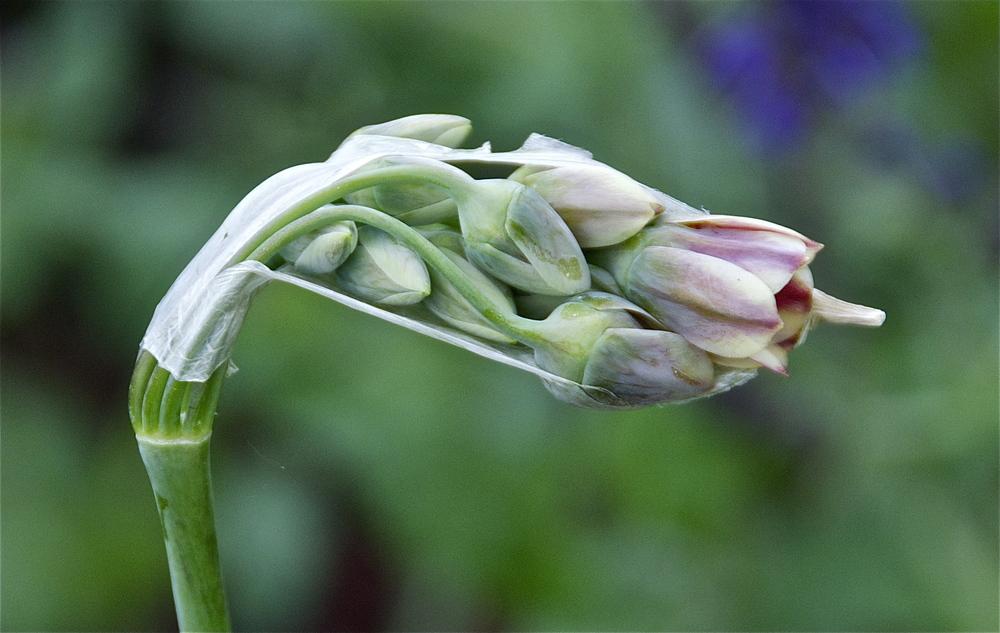Photo of Bulgarian Honey Garlic (Allium siculum subsp. dioscoridis) uploaded by Fleur569