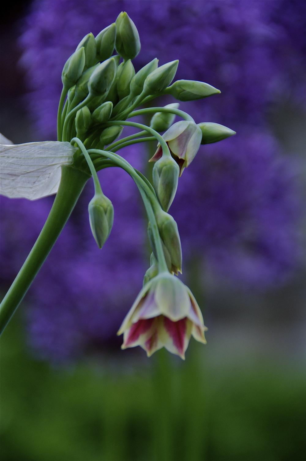 Photo of Bulgarian Honey Garlic (Allium siculum subsp. dioscoridis) uploaded by Fleur569