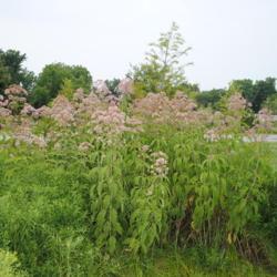 Location: Cheslen Land Preserve in southeast pennsylvania
Date: 2015-07-30
group in bloom
