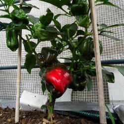 Location: Inside small garden plastic house. 
Date: 2018-07-21
Green / Red Peper plant , bought as a small plug , did not know i