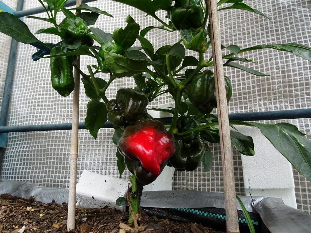 Photo of Bell Pepper (Capsicum annuum 'California Wonder') uploaded by criben