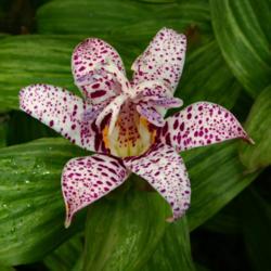 Location: Botanical Gardens of the State of Georgia...Athens, Ga
Date: 2009-10-06
Toad Lily 001