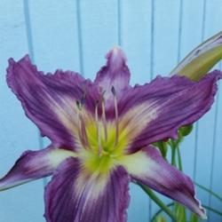 Location: My garden, Eagle Point, Oregon
Date: 2018-06-28
Love this one, very unique bloom.