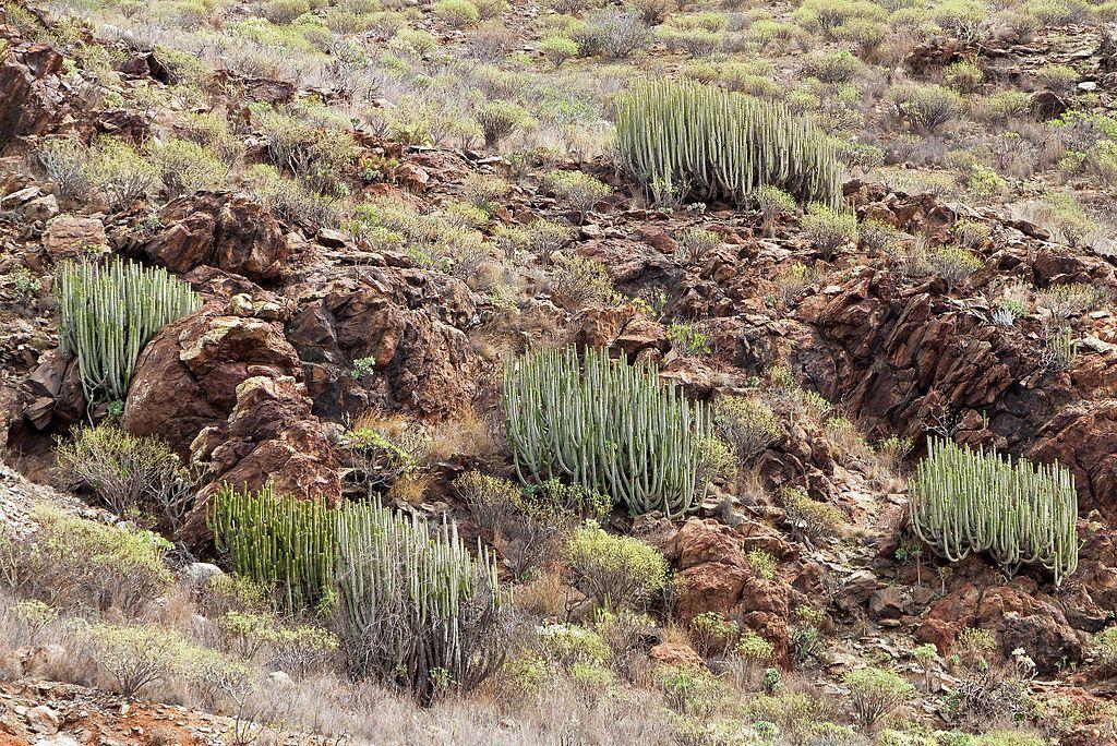 Photo of Canary Island Spurge (Euphorbia canariensis) uploaded by robertduval14