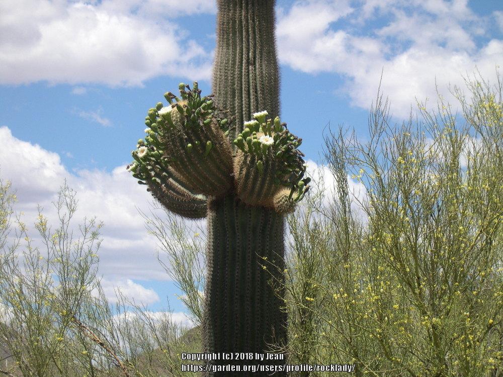 Photo of Saguaro (Carnegiea gigantea) uploaded by rocklady
