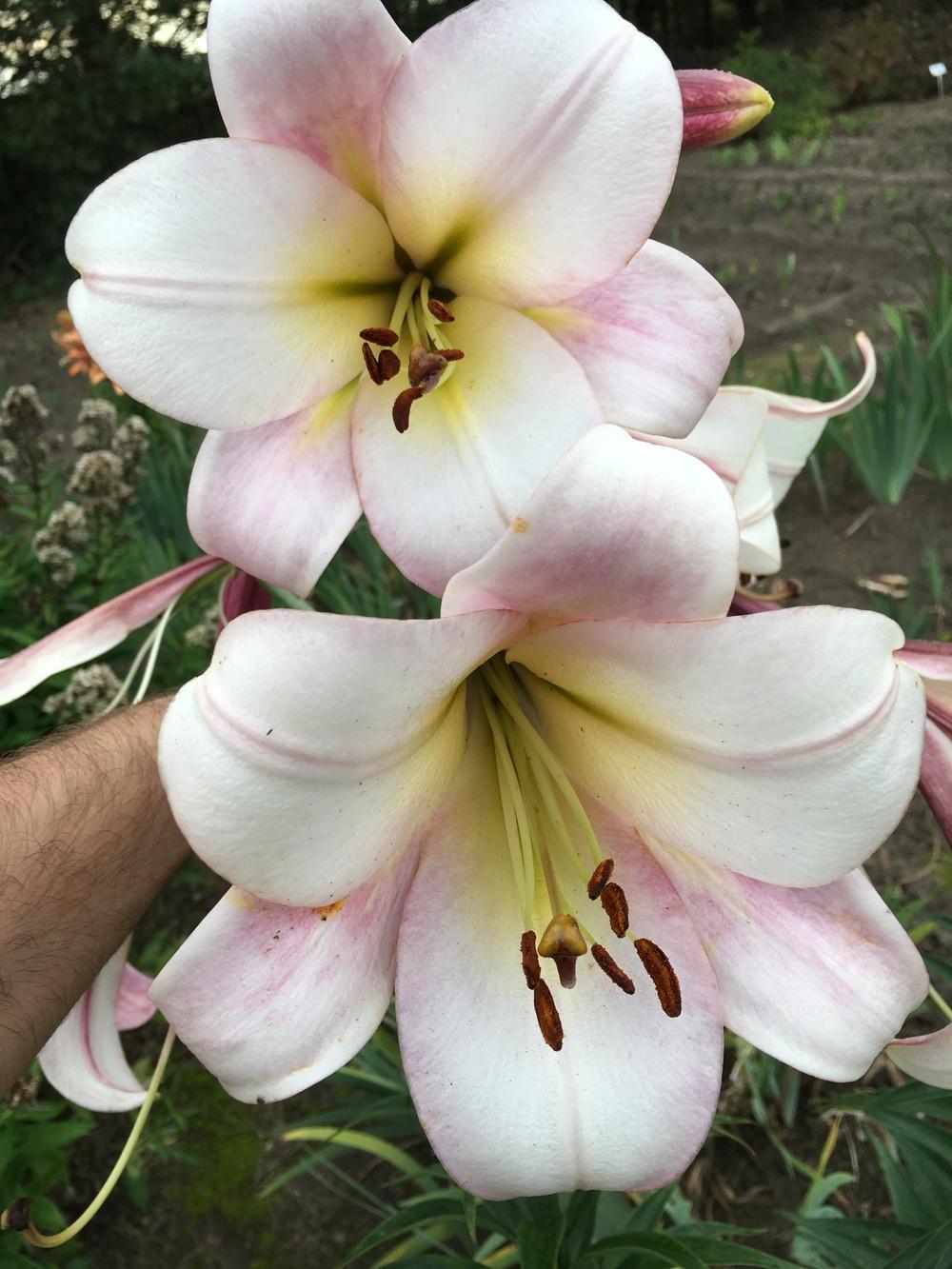 Photo of Lily (Lilium 'Easter Morn') uploaded by Raimisx9