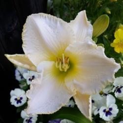 Location: My garden, Eagle Point, Oregon
Date: 2018-06-17
FFE Bloom, Beautiful!