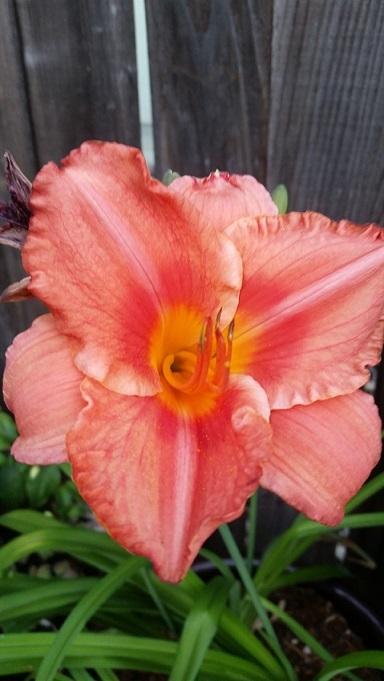 Photo of Daylily (Hemerocallis 'South Seas') uploaded by flowerpower35