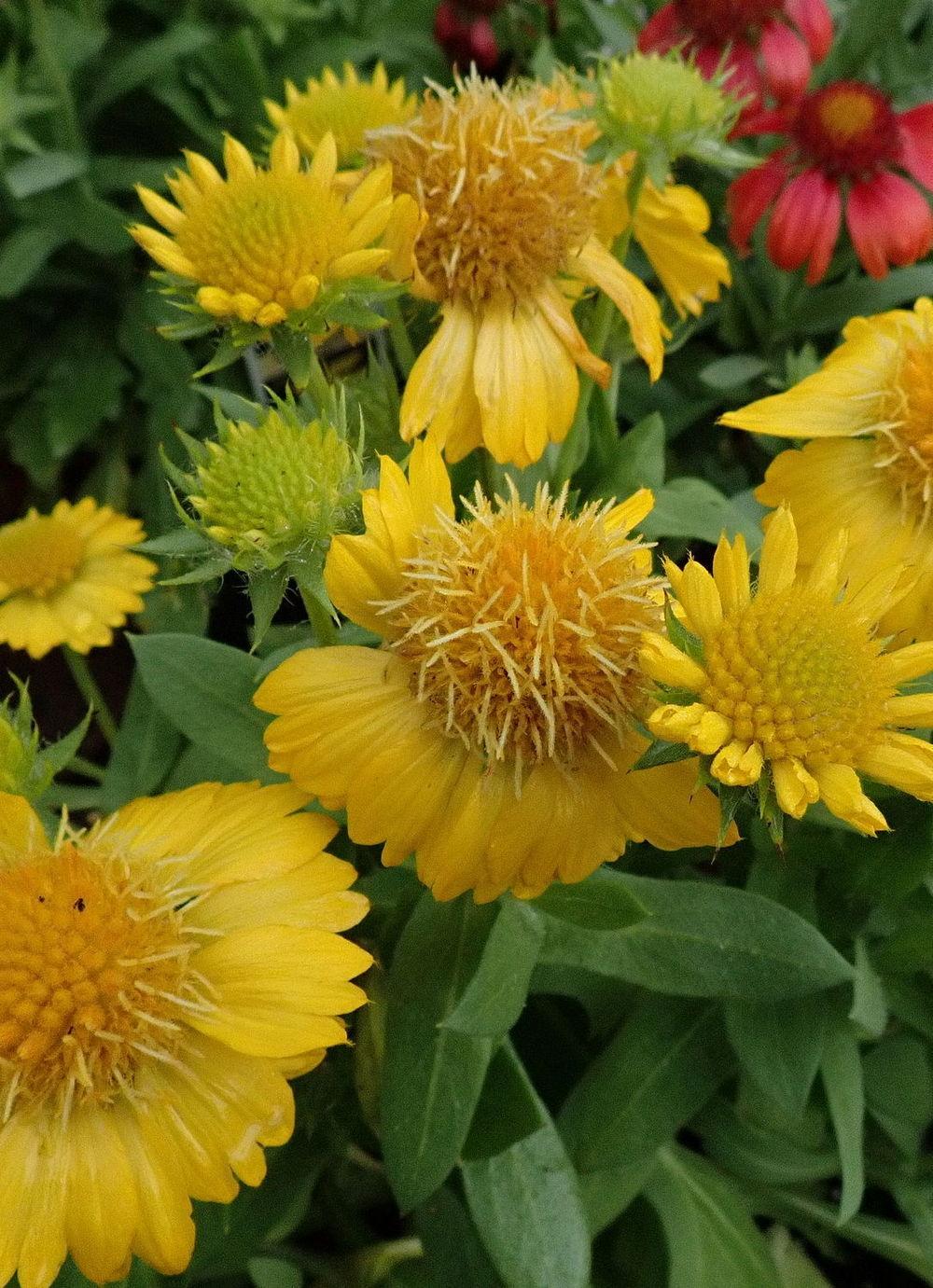 Photo of Blanket Flower (Gaillardia Mesa™ Yellow) uploaded by gardengus