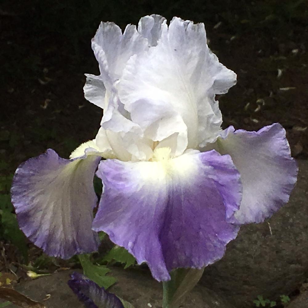 Photo of Tall Bearded Iris (Iris 'Clarence') uploaded by lilpod13