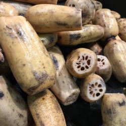 Location: 99 store 
Date: 2018-07-17
Fresh Rhizomes for sale