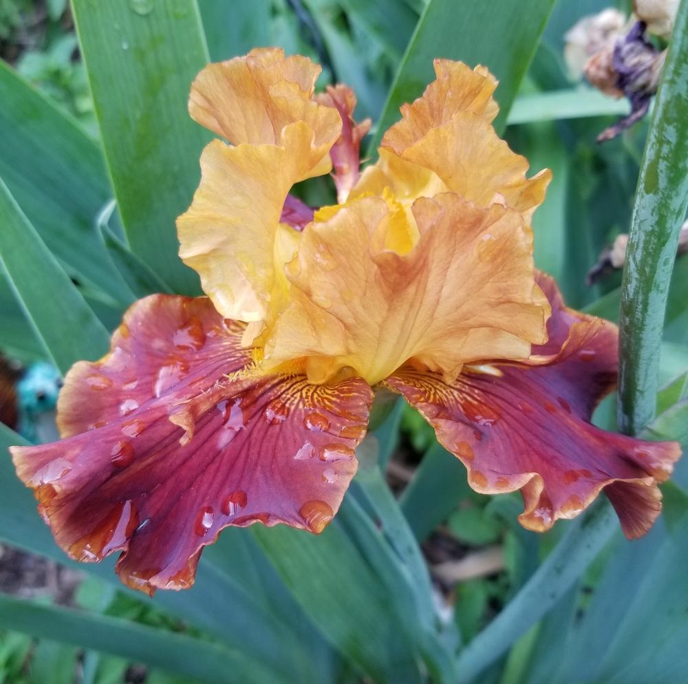 Photo of Tall Bearded Iris (Iris 'Solar Fire') uploaded by javaMom