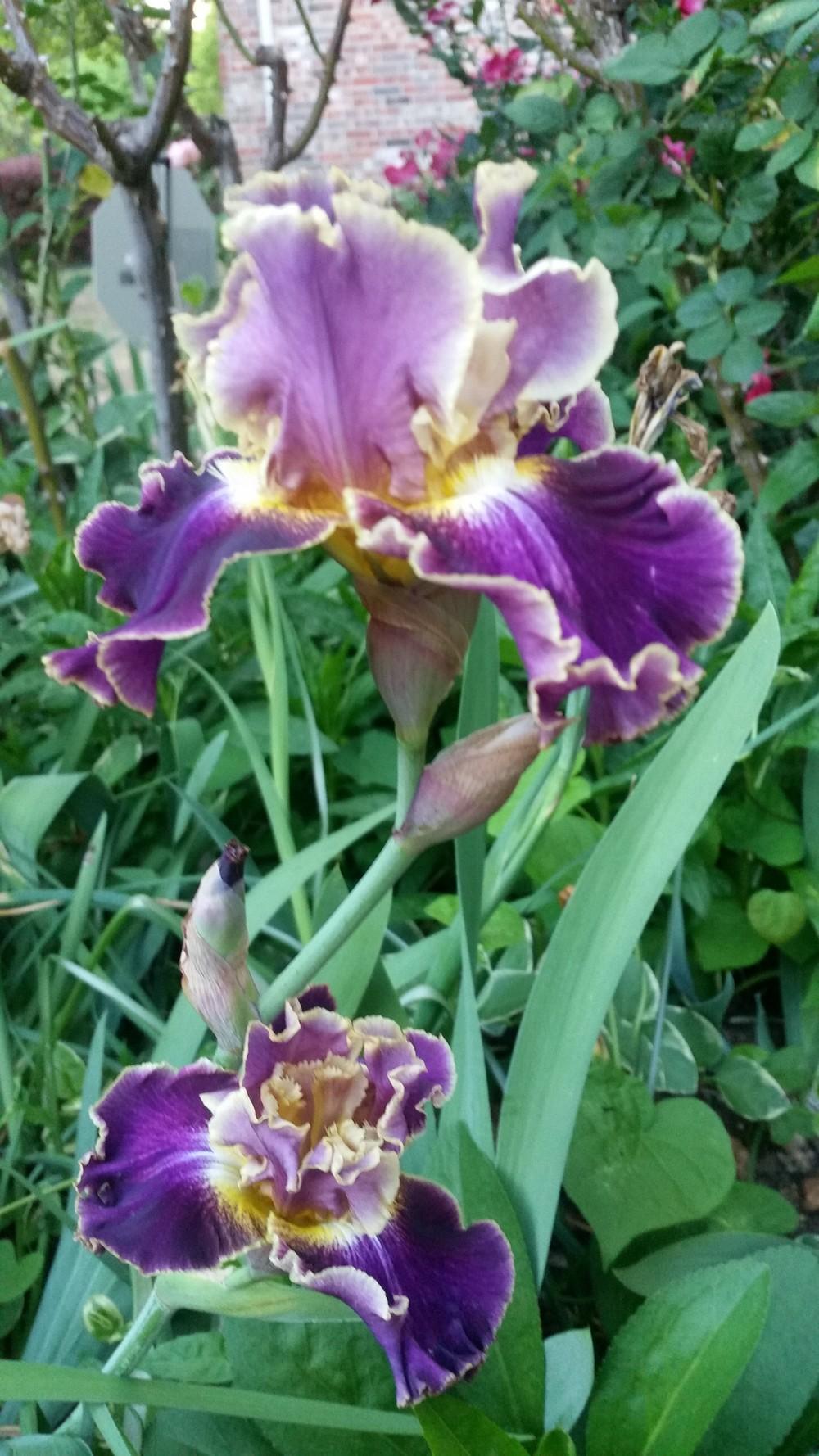 Photo of Tall Bearded Iris (Iris 'Montmartre') uploaded by javaMom