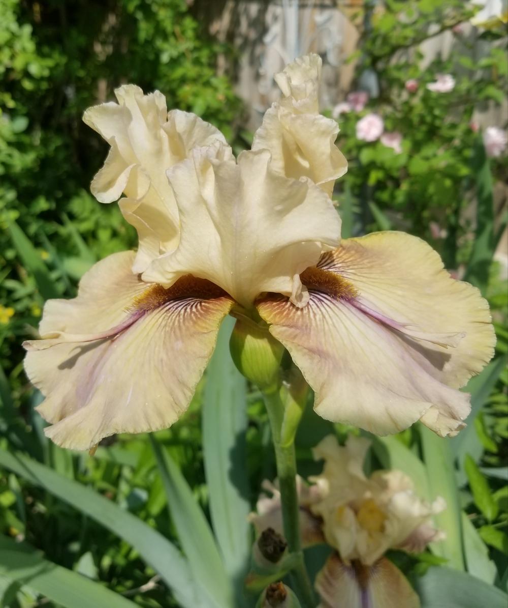 Photo of Tall Bearded Iris (Iris 'Thornbird') uploaded by javaMom
