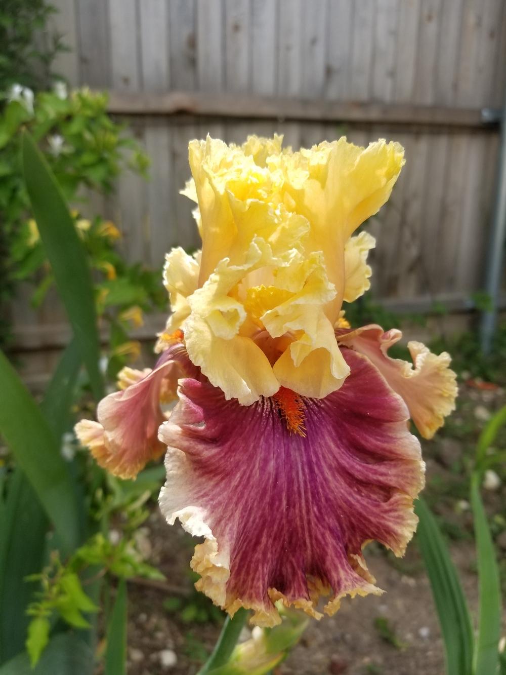 Photo of Tall Bearded Iris (Iris 'Decadence') uploaded by javaMom