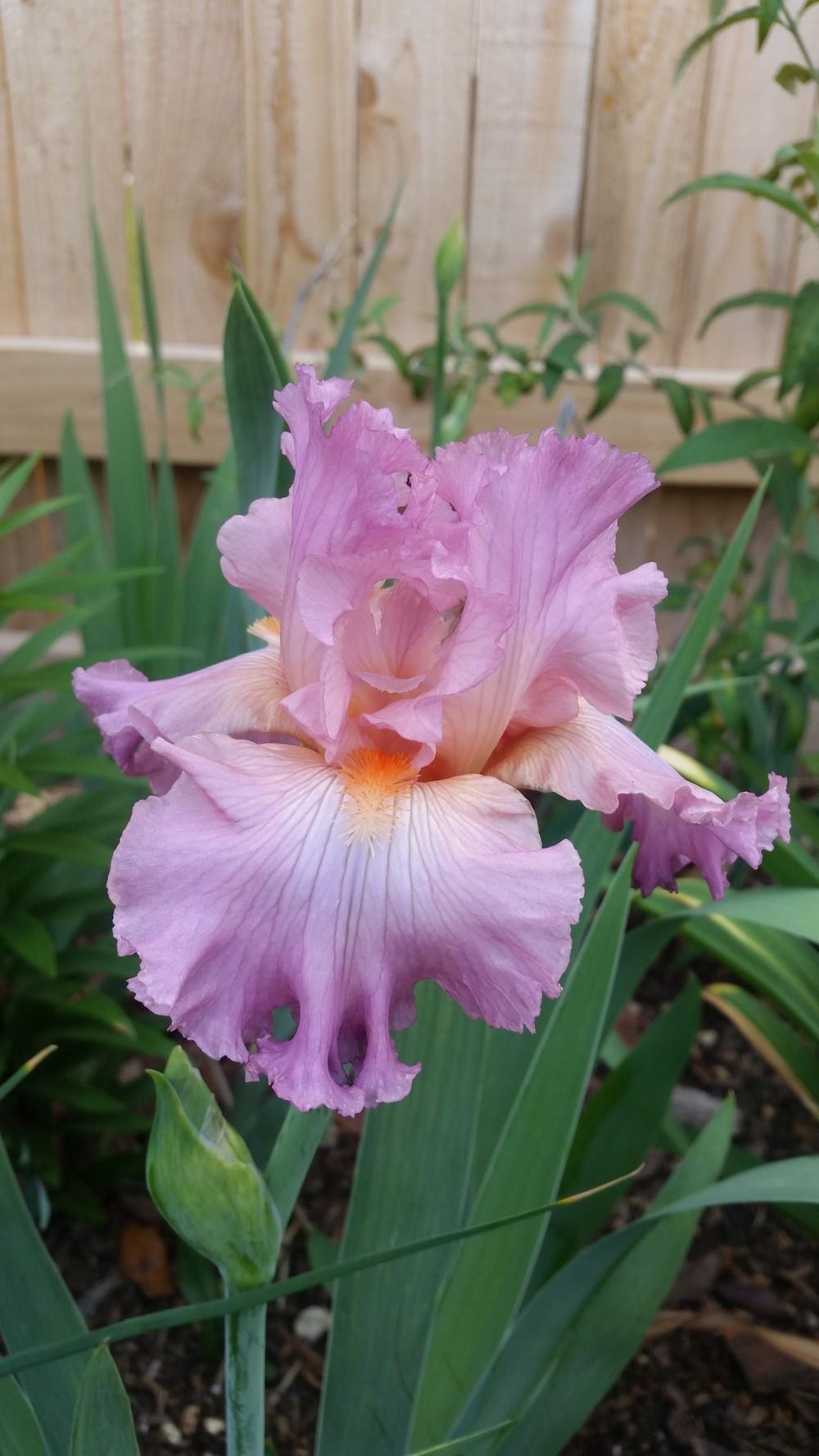 Photo of Tall Bearded Iris (Iris 'Jennifer Rebecca') uploaded by javaMom