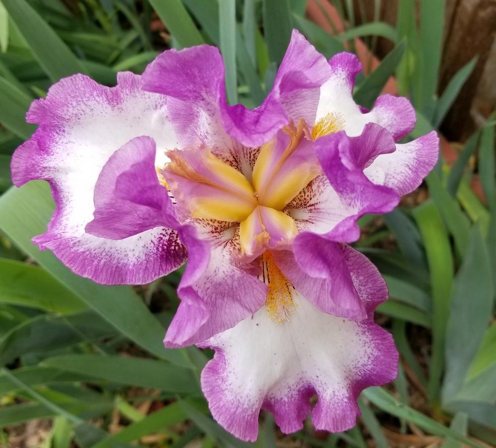 Photo of Tall Bearded Iris (Iris 'Footloose') uploaded by javaMom