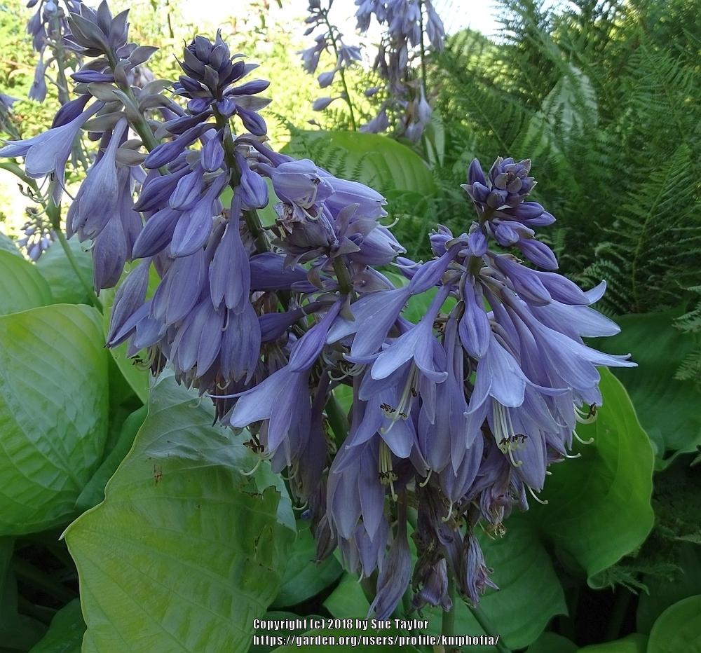 Photo of Hosta 'Sum and Substance' uploaded by kniphofia