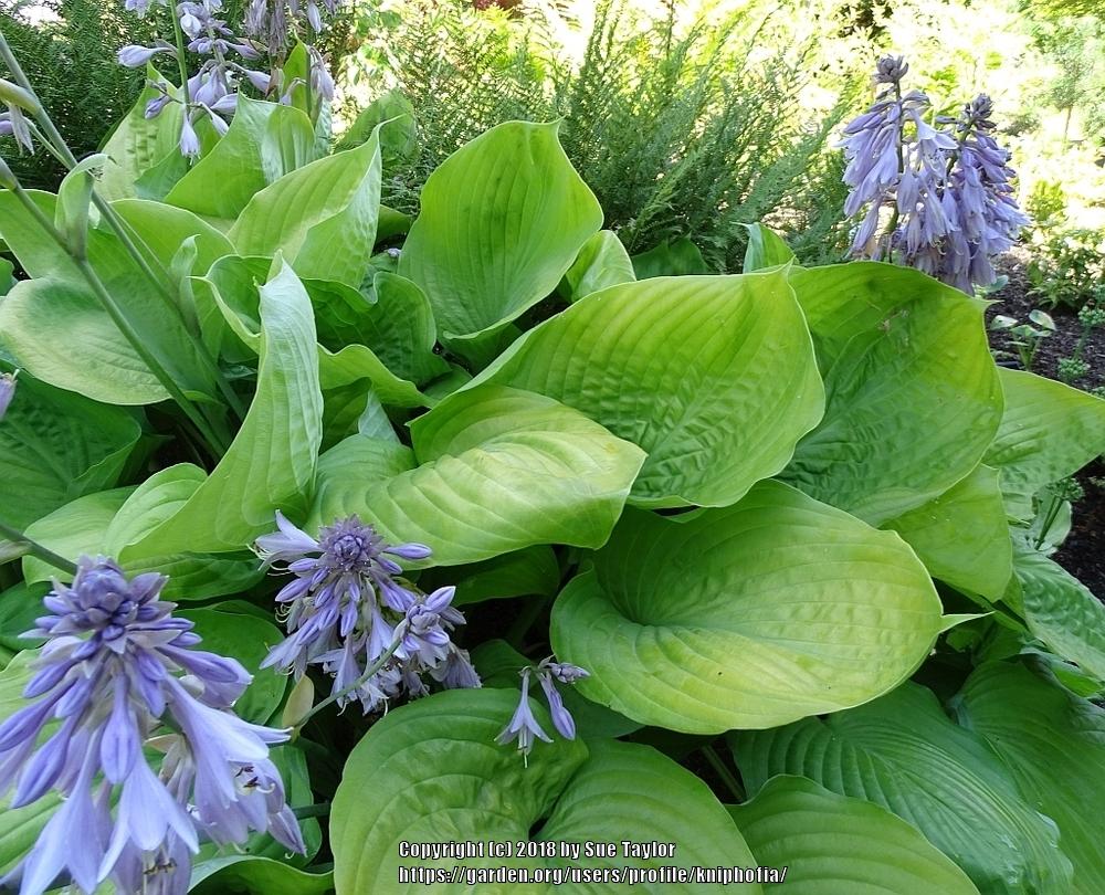 Photo of Hosta 'Sum and Substance' uploaded by kniphofia