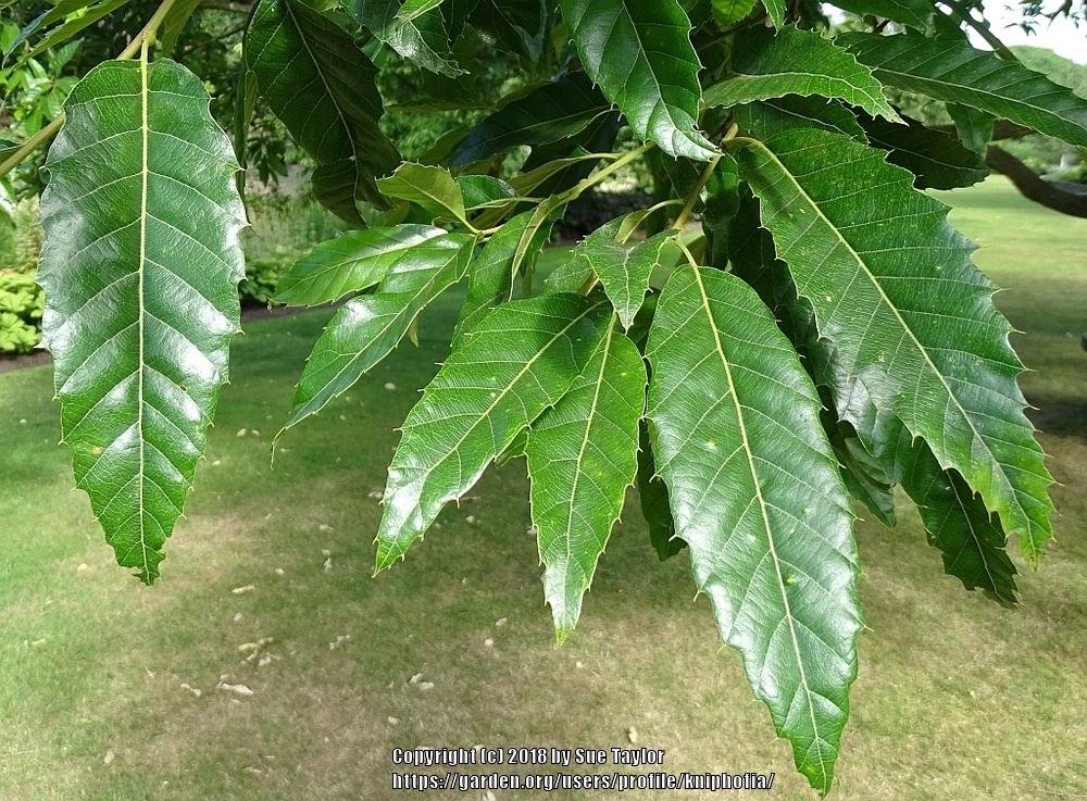 Photo of Sawtooth Oak (Quercus acutissima) uploaded by kniphofia