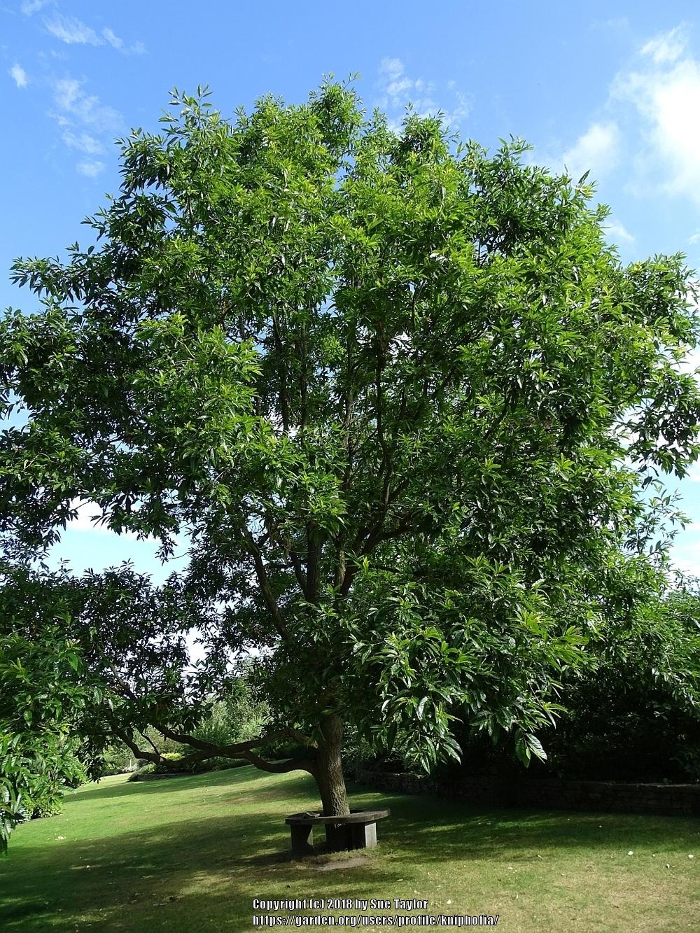 Photo of Sawtooth Oak (Quercus acutissima) uploaded by kniphofia
