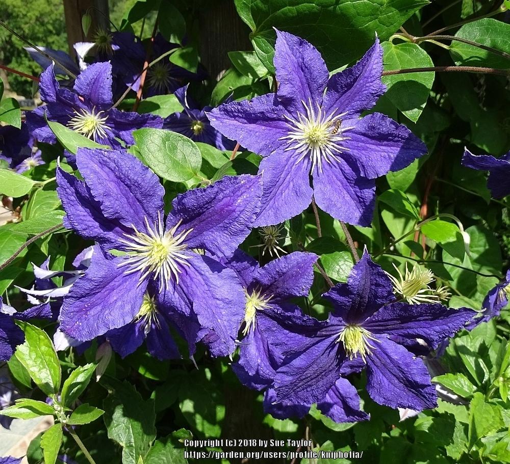 Photo of Clematis Harlow Carr™ uploaded by kniphofia
