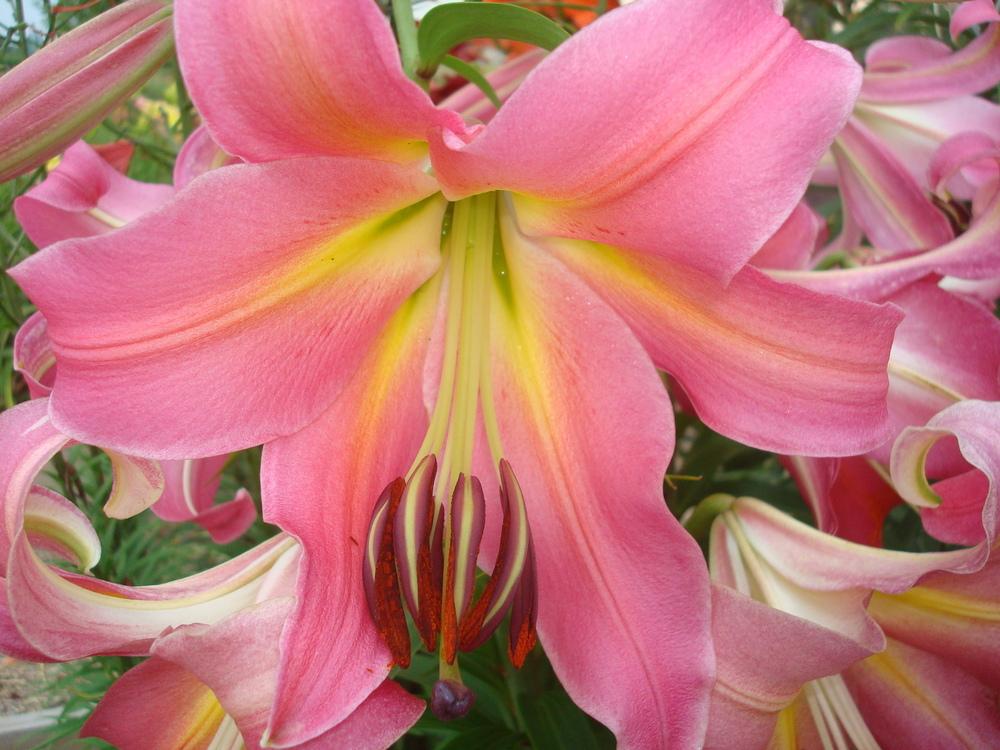 Photo of Lily (Lilium 'Corsini') uploaded by luvmyseeds